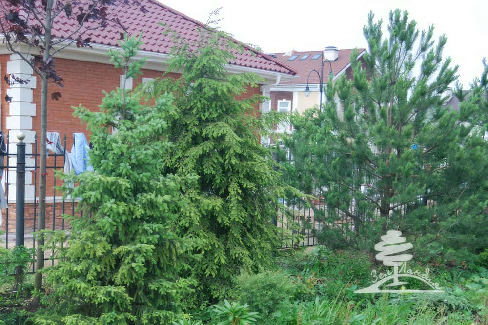 Посадка хвойных деревьев.