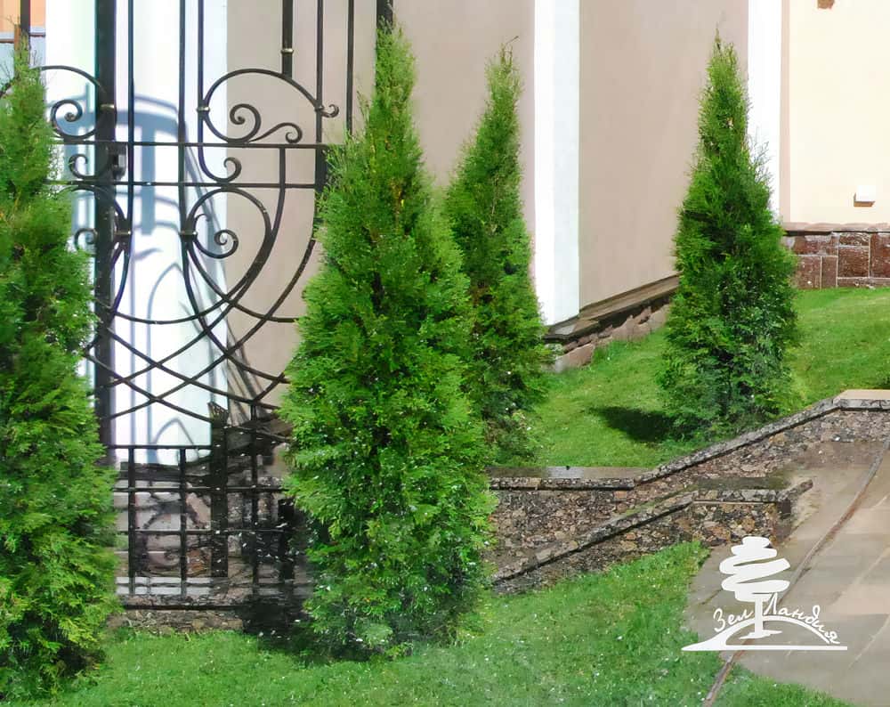 Туя Глобоза в ландшафтном дизайне. Фото №3.