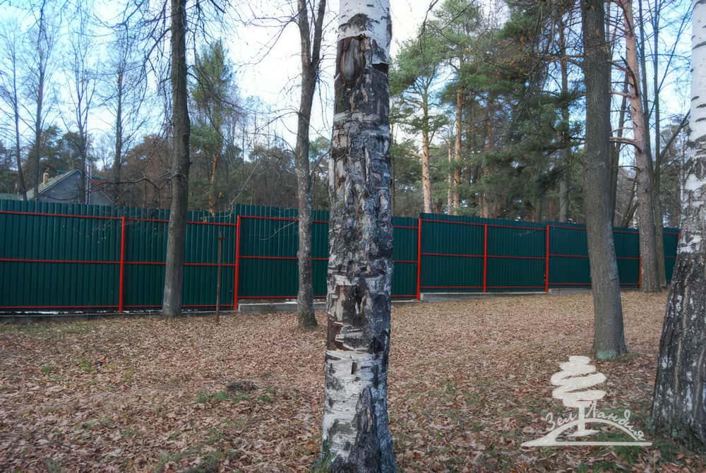 Множественные повреждения и дупла на березе после пожара.