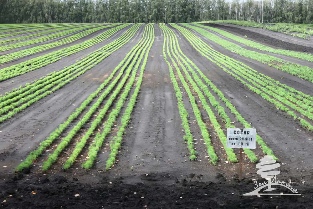 Питомник. Сосна.