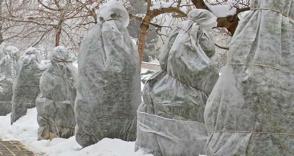 Укрытие туи на зиму.