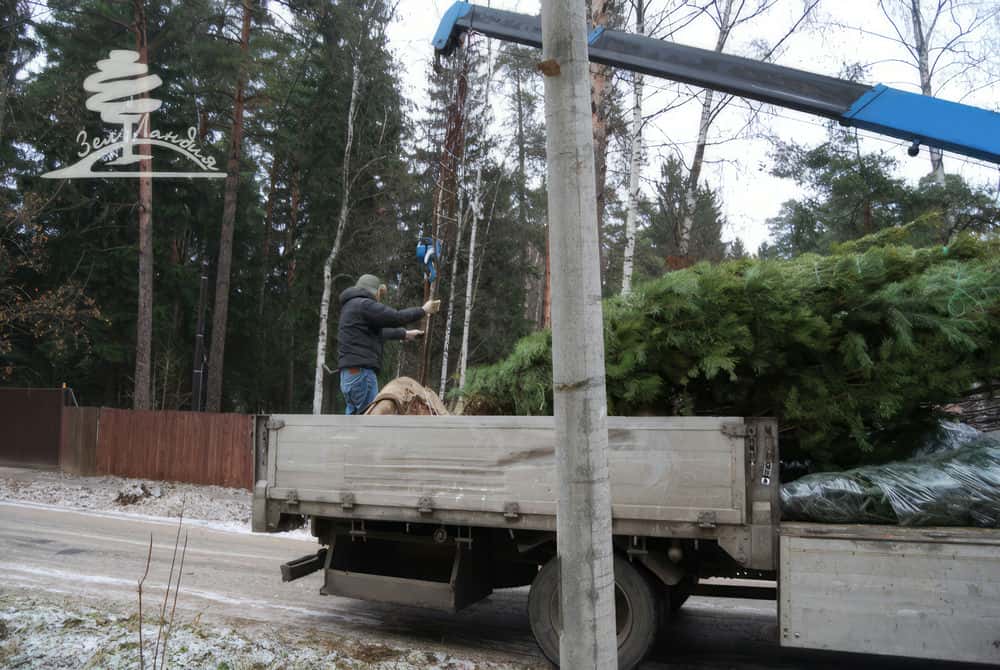 Посадка крупномеров.