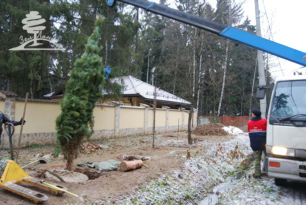 Посадка крупномеров.