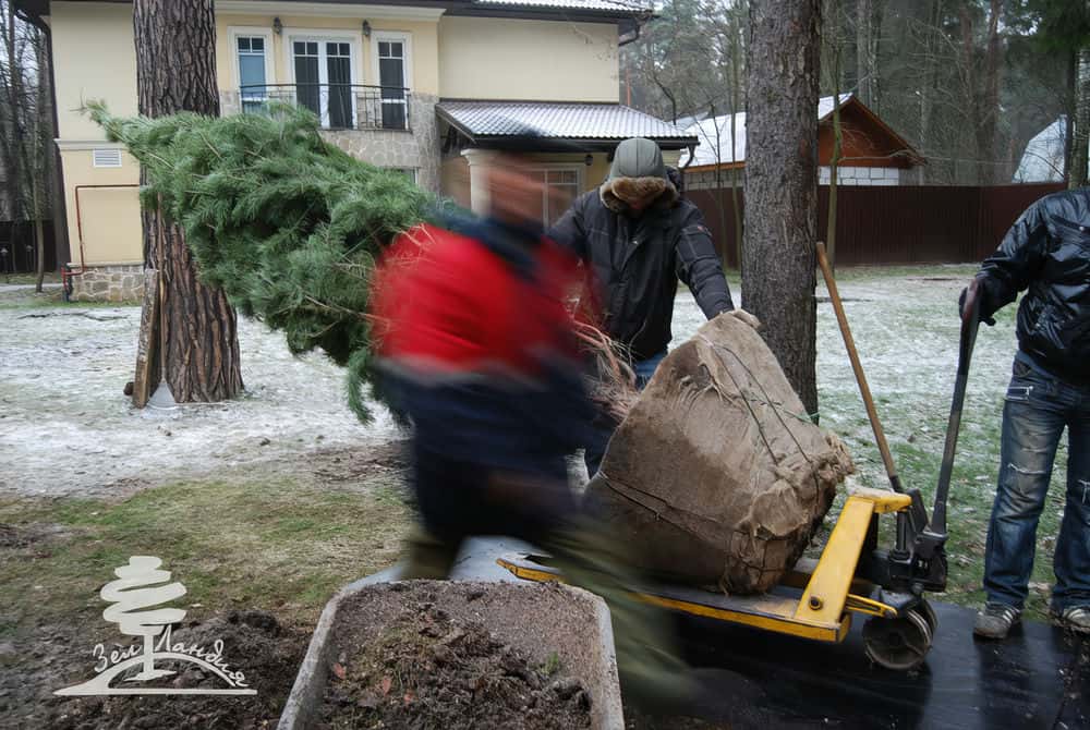 Посадка крупномеров.