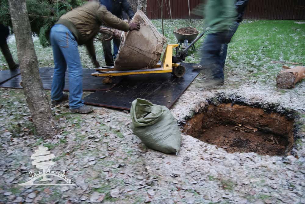 Посадка крупномеров.