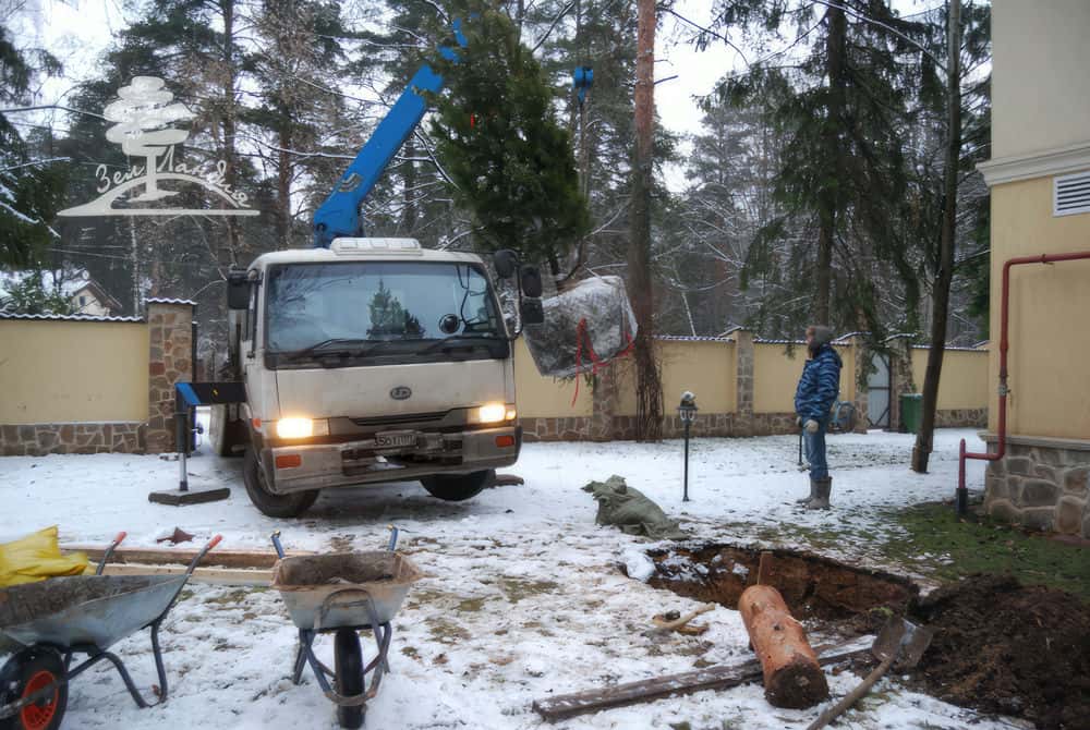 Посадка крупномеров.