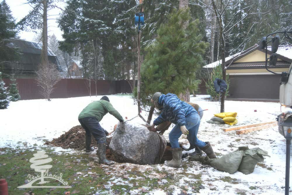 Посадка крупномеров.