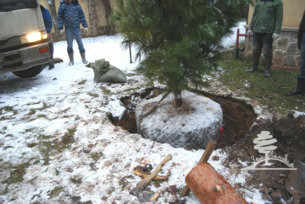 Посадка крупномеров.