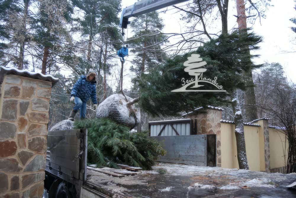 Посадка крупномеров.