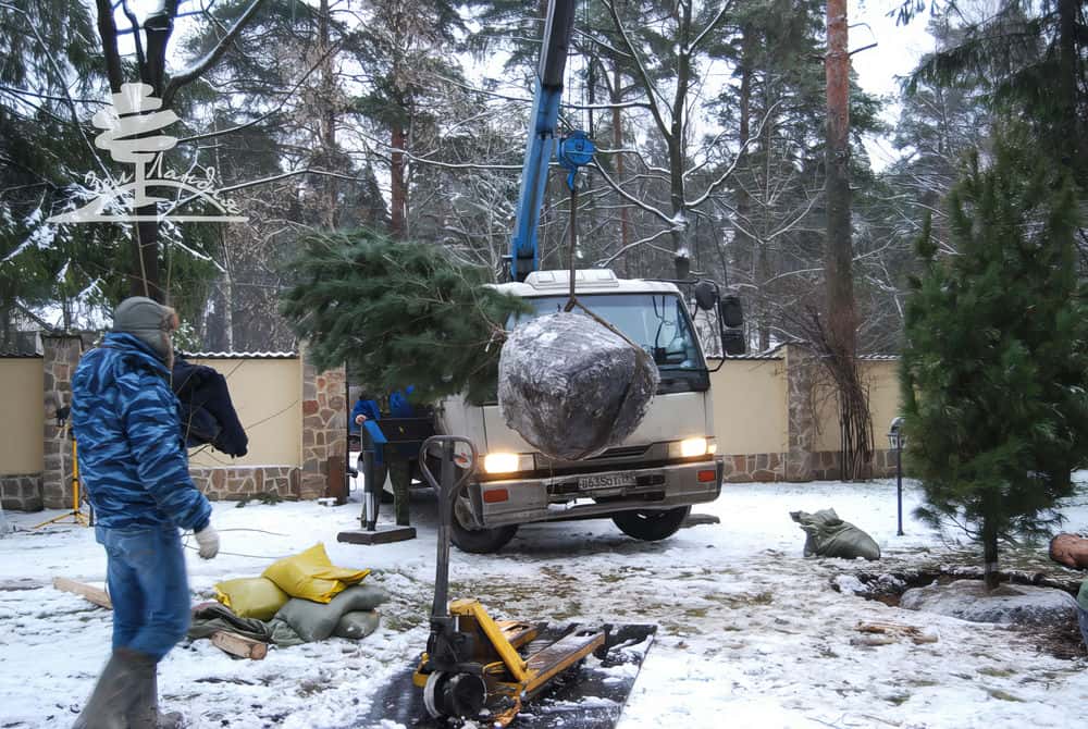 Посадка крупномеров.