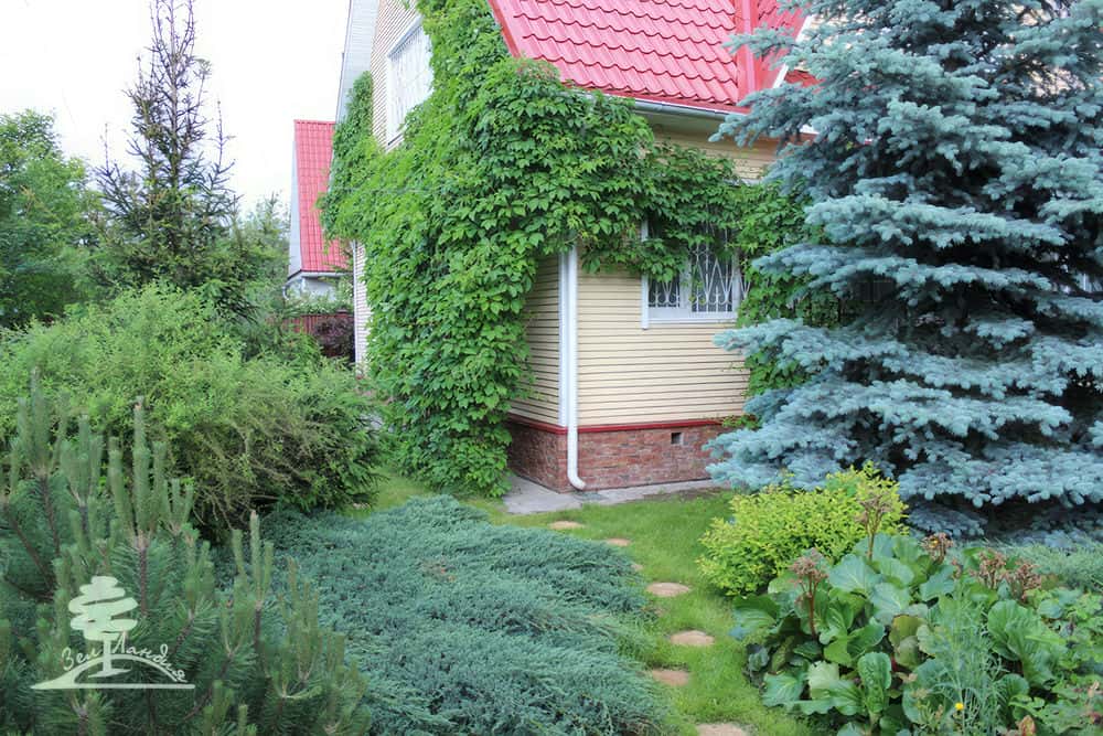 Вертикальное озеленение.